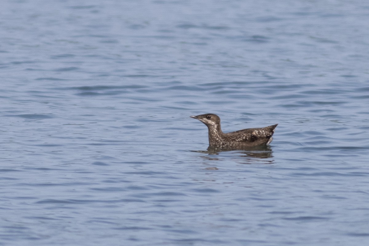 Long-billed Murrelet - ML346386131