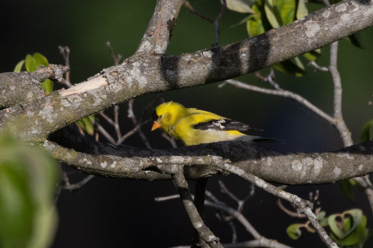 American Goldfinch - ML346387211
