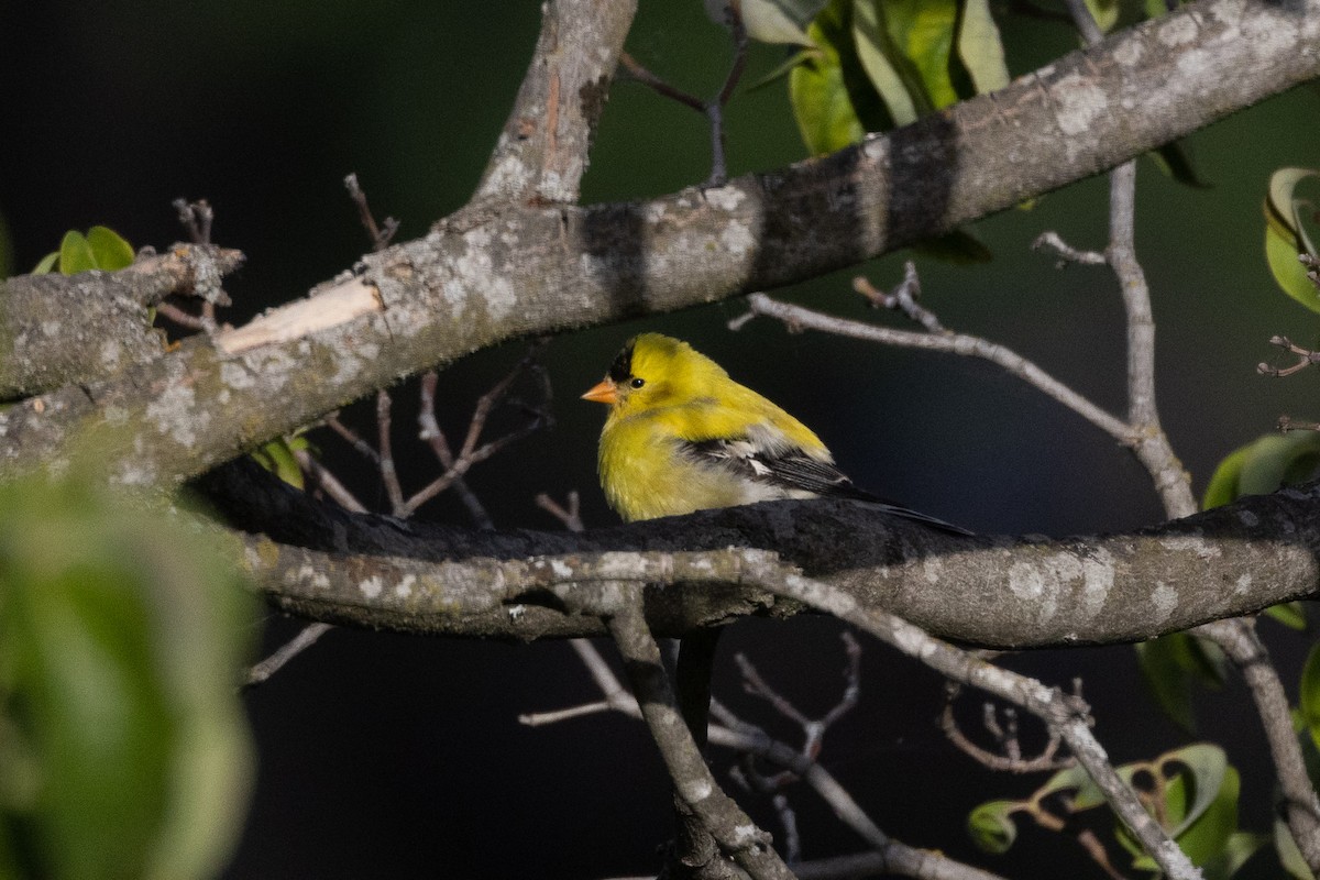 American Goldfinch - ML346387221