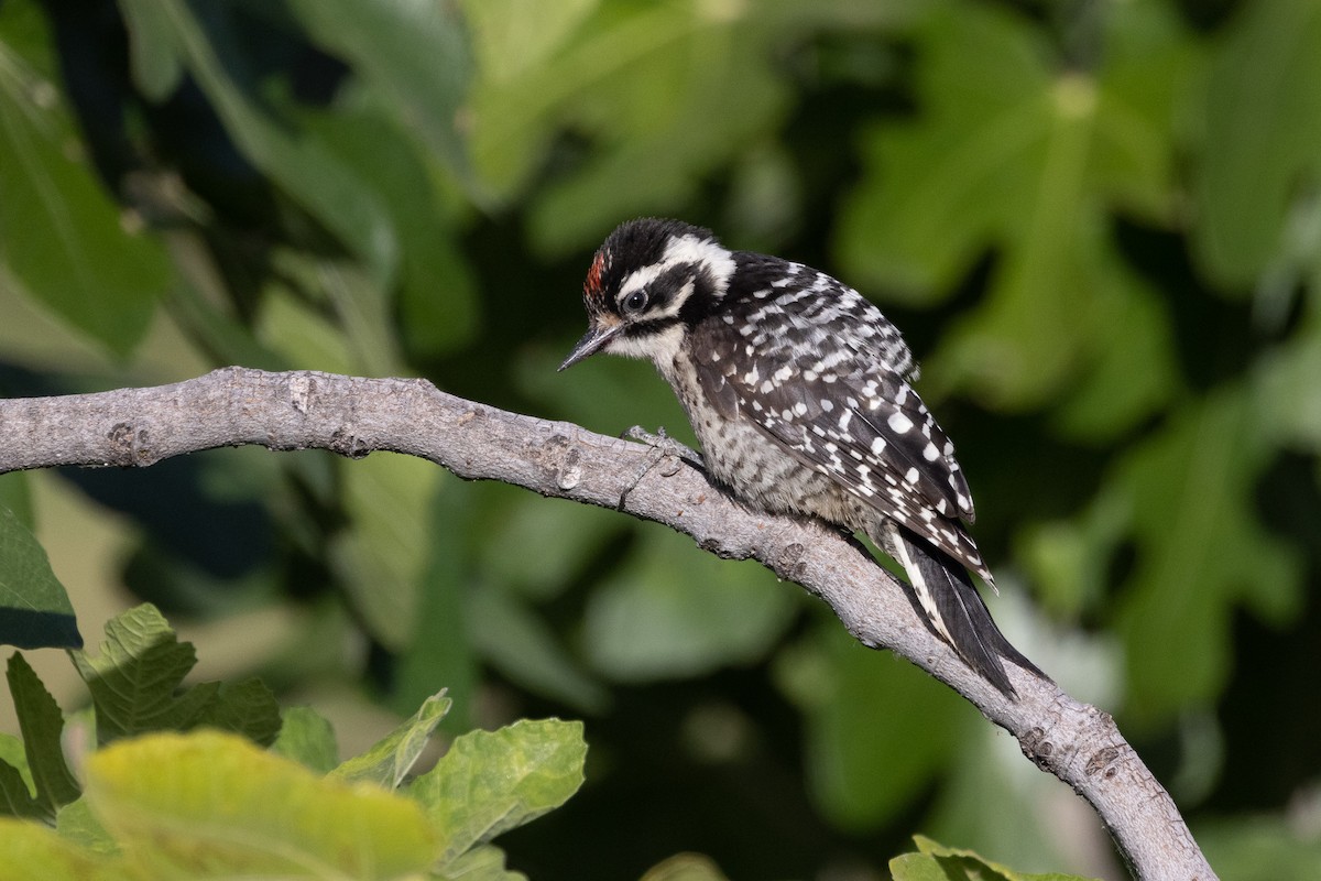 Nuttall's Woodpecker - ML346387231