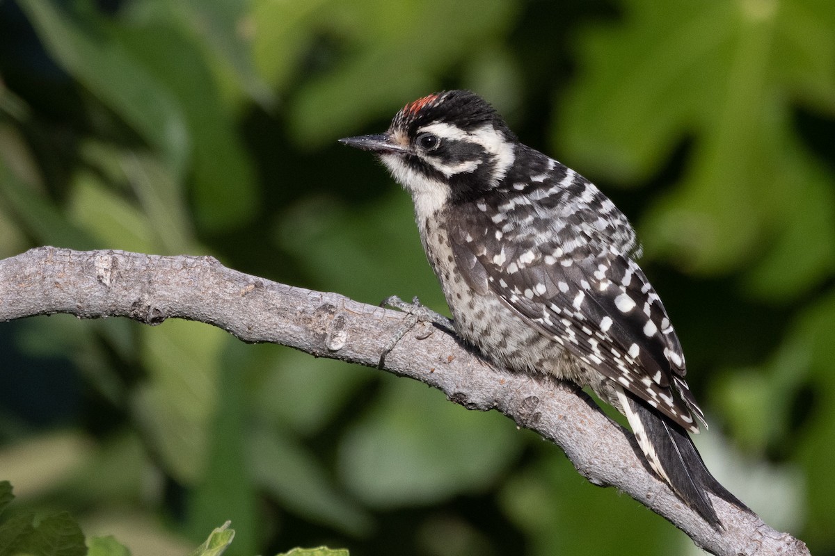 Nuttall's Woodpecker - ML346387241