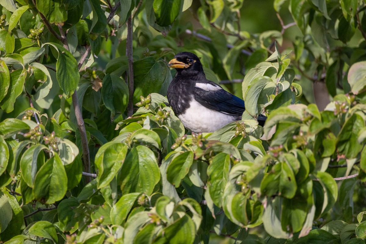 Yellow-billed Magpie - ML346387251