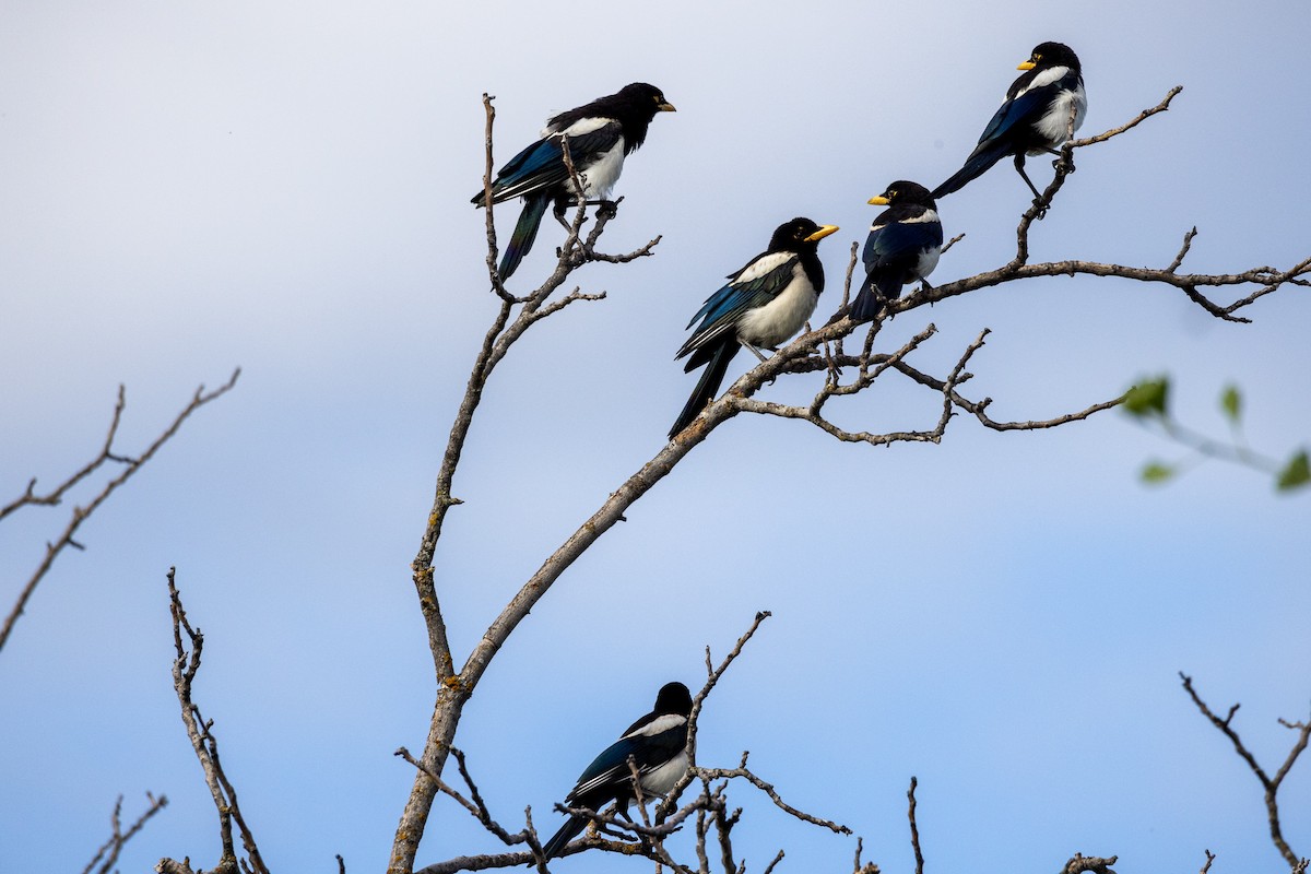 Yellow-billed Magpie - ML346387261