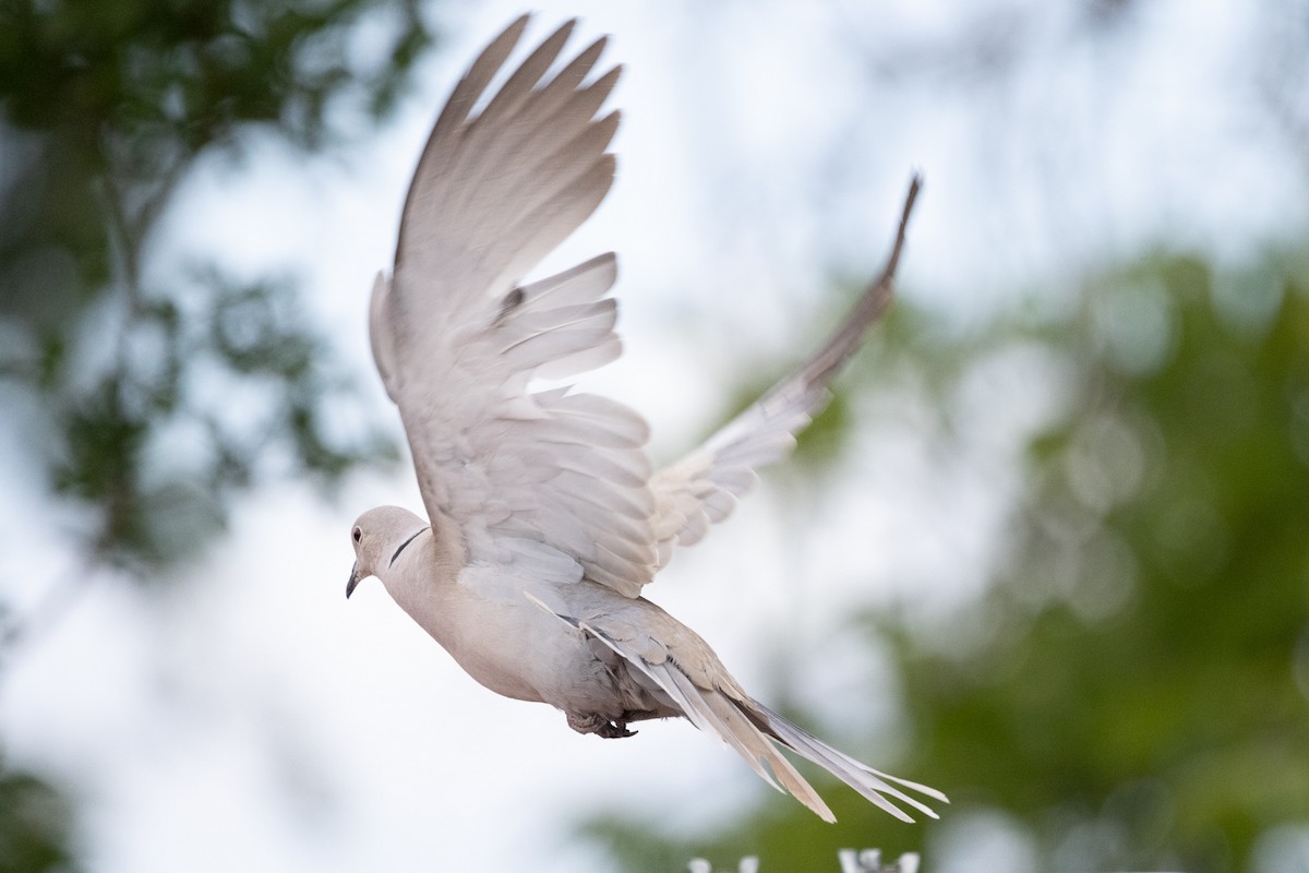 Eurasian Collared-Dove - ML346387291