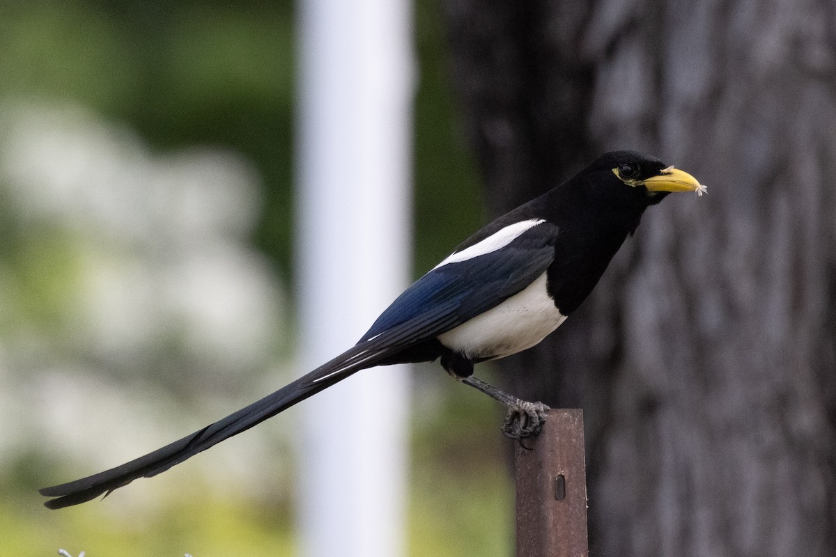 Yellow-billed Magpie - ML346387321