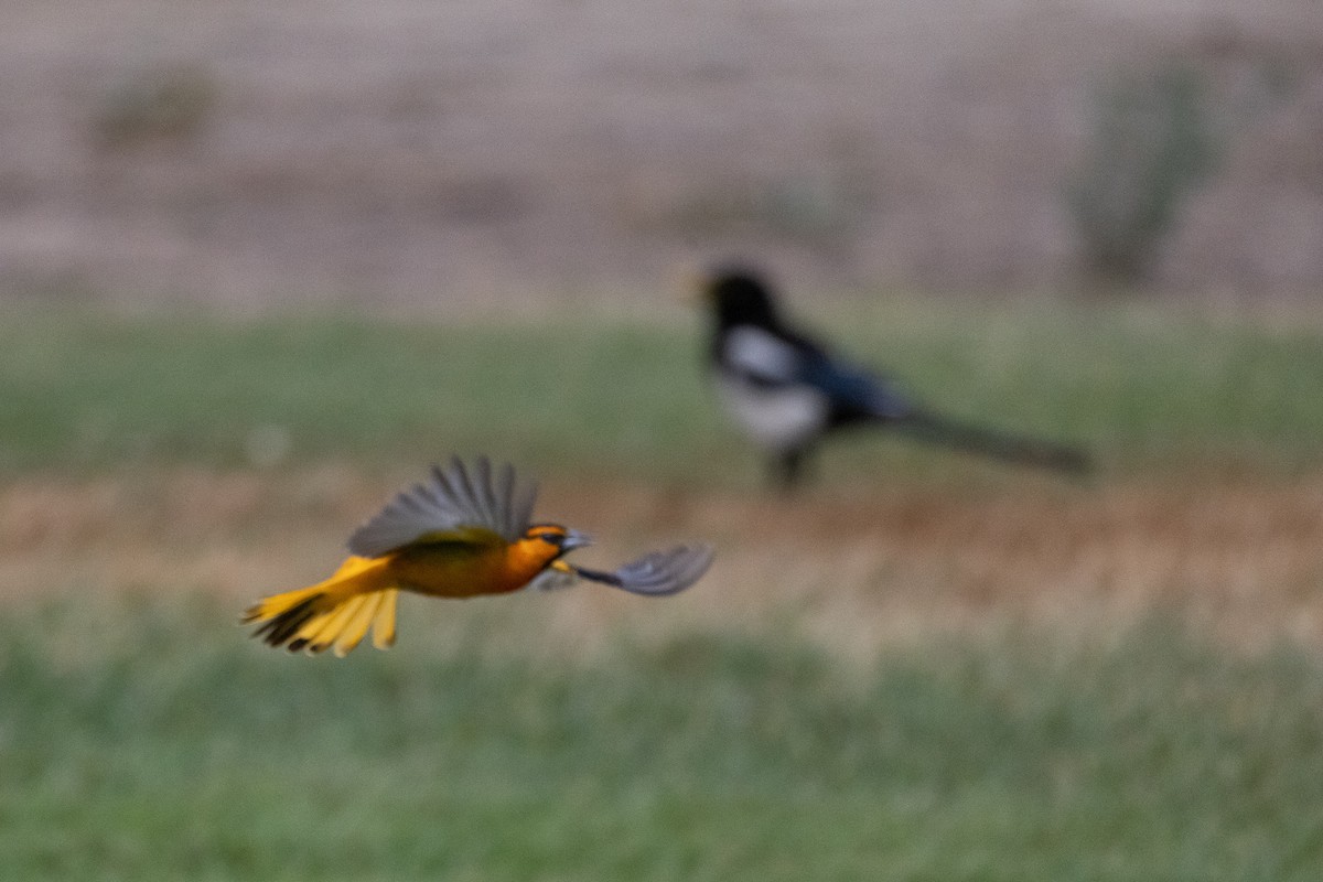 Bullock's Oriole - ML346387331