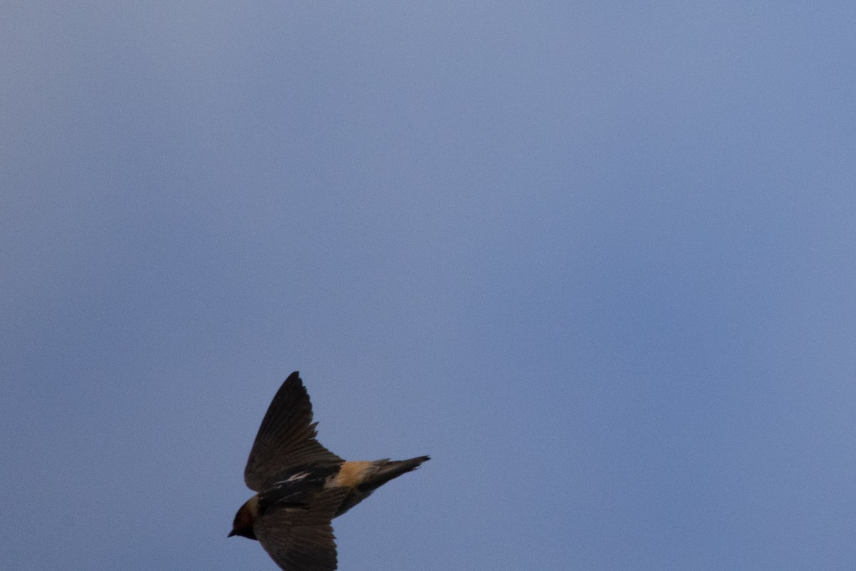 Cliff Swallow - ML346387341