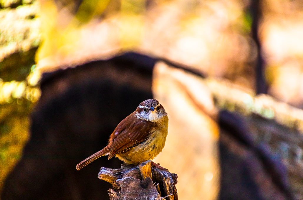 Carolina Wren - ML346387711