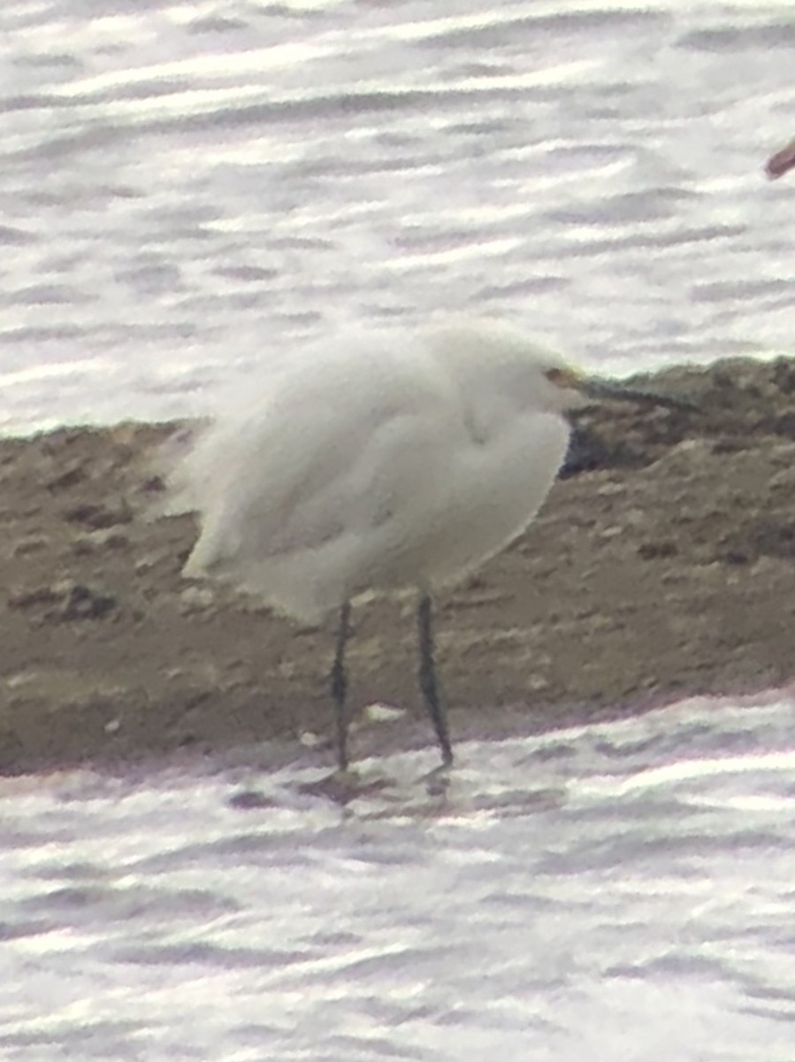 Snowy Egret - ML346388451