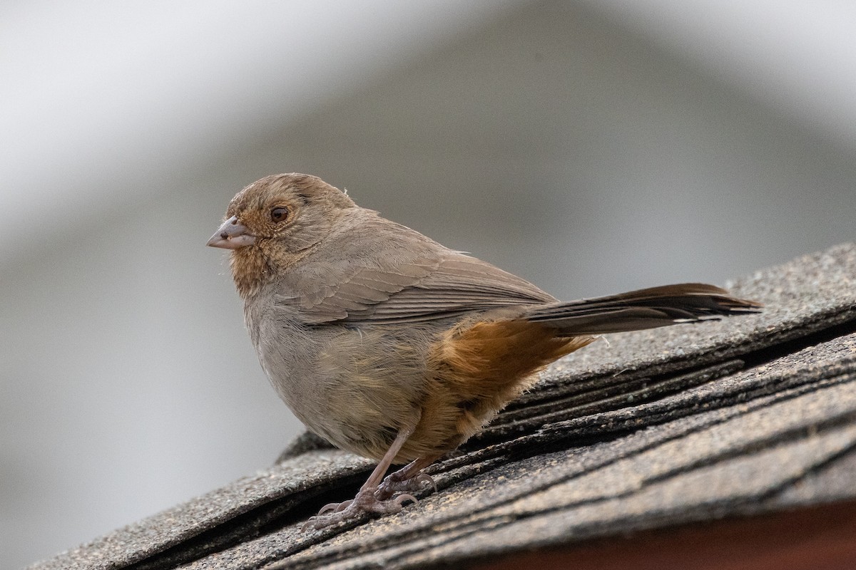 California Towhee - ML346388541