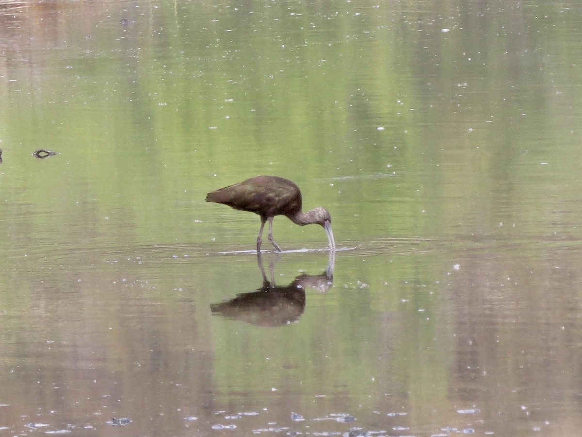 White-faced Ibis - Norka Saldana