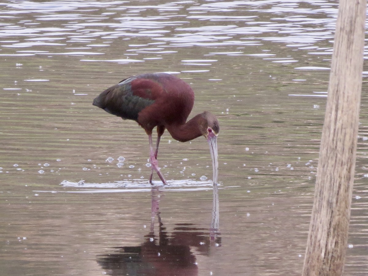 White-faced Ibis - ML346388981