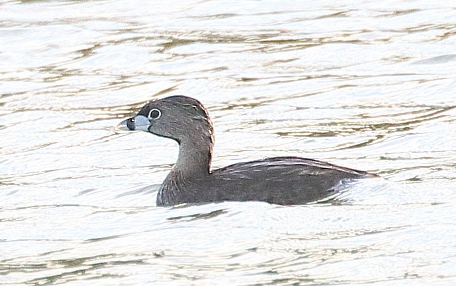 Pied-billed Grebe - ML346389261