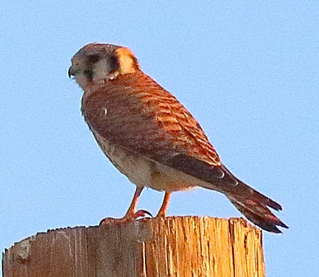 American Kestrel - ML346389341