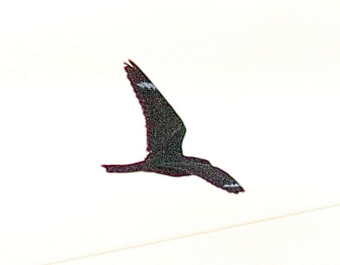 Common Nighthawk - ML346389441