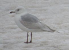 Iceland Gull (kumlieni/glaucoides) - ML34638971