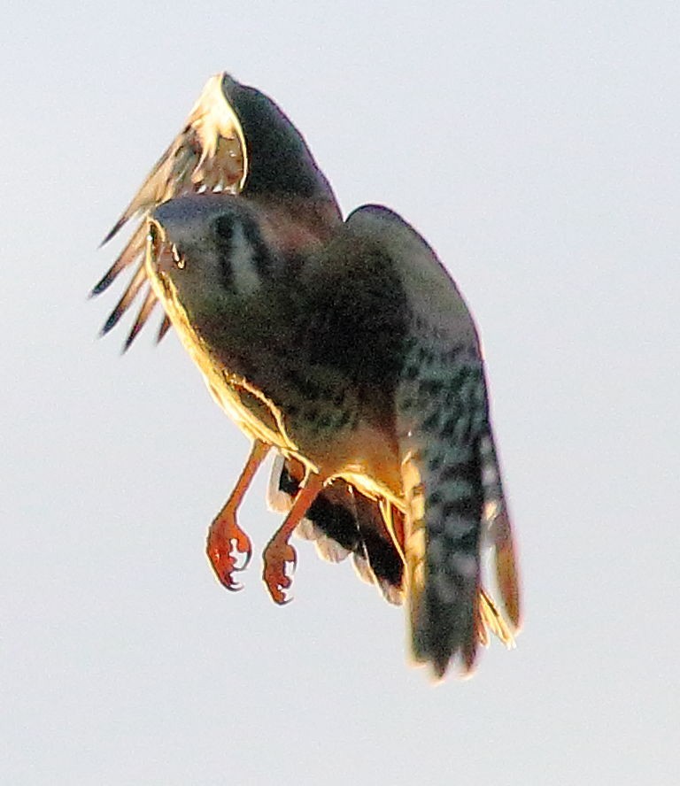 American Kestrel - Gary Eertmoed