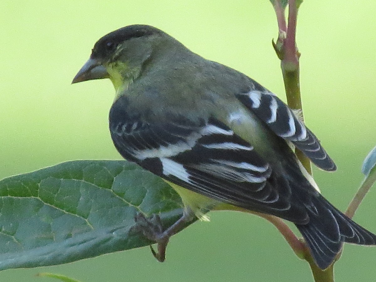 Lesser Goldfinch - ML34639031