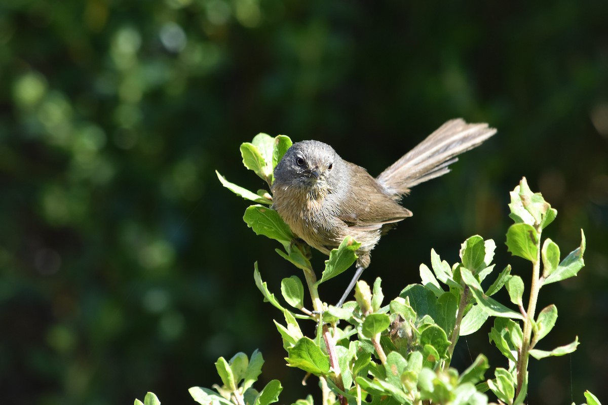 Wrentit - ML346390681