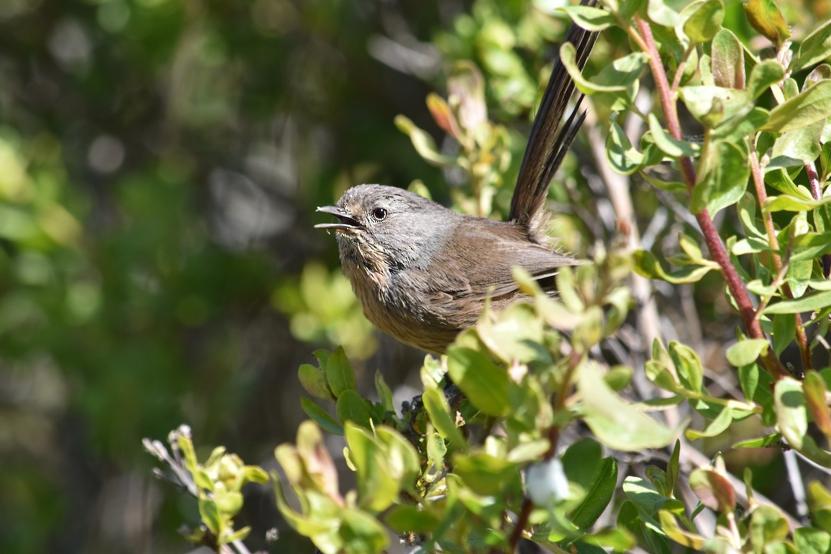 Wrentit - ML346390701