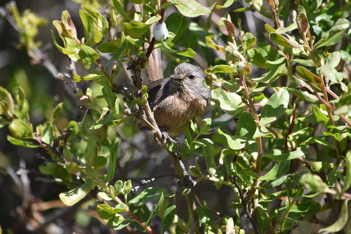 Wrentit - ML346390761