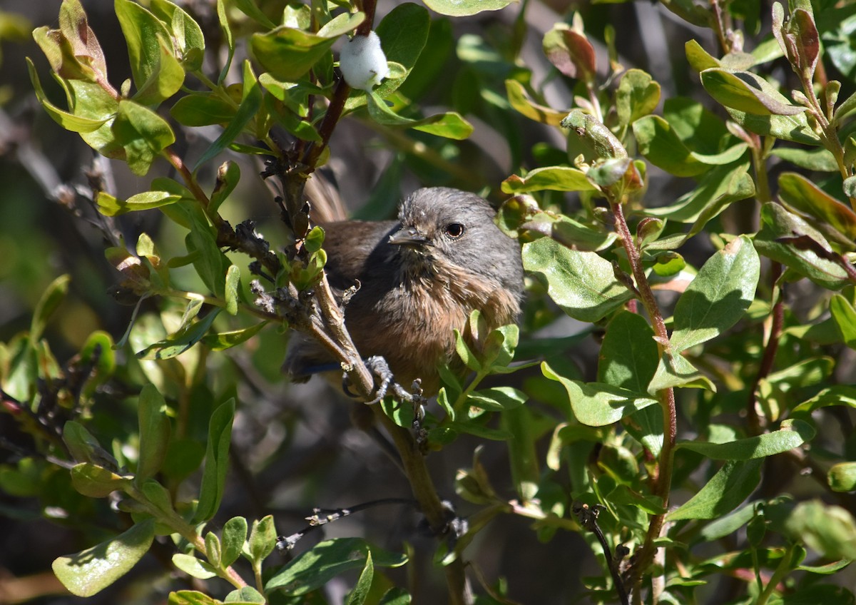 Wrentit - ML346390771