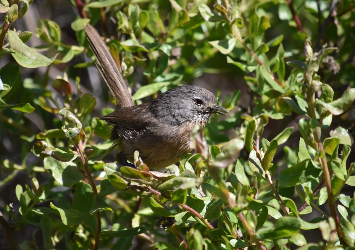 Wrentit - ML346390791