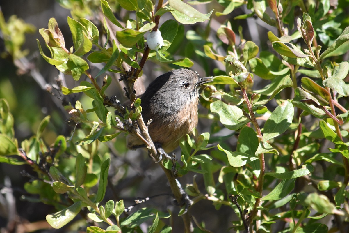 Wrentit - ML346390841