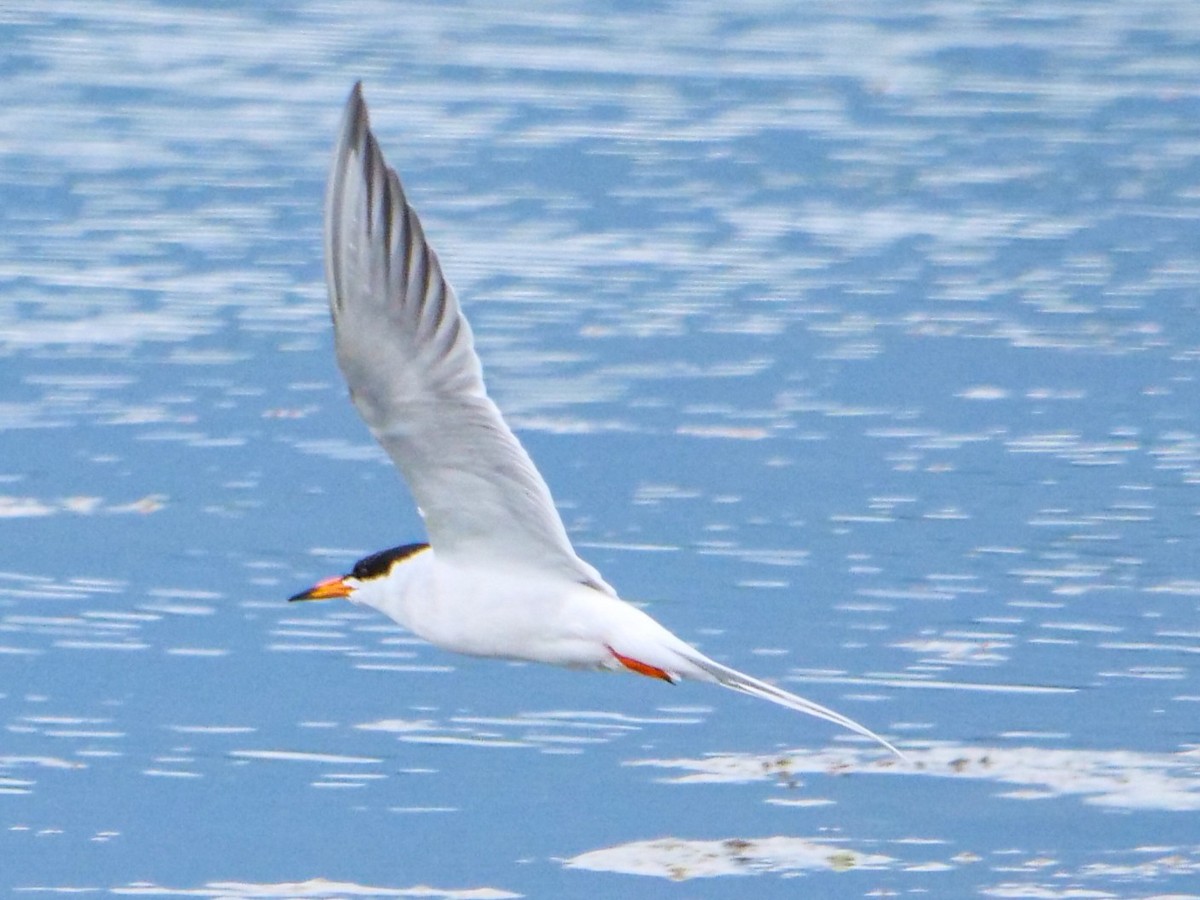 Forster's Tern - ML346392351