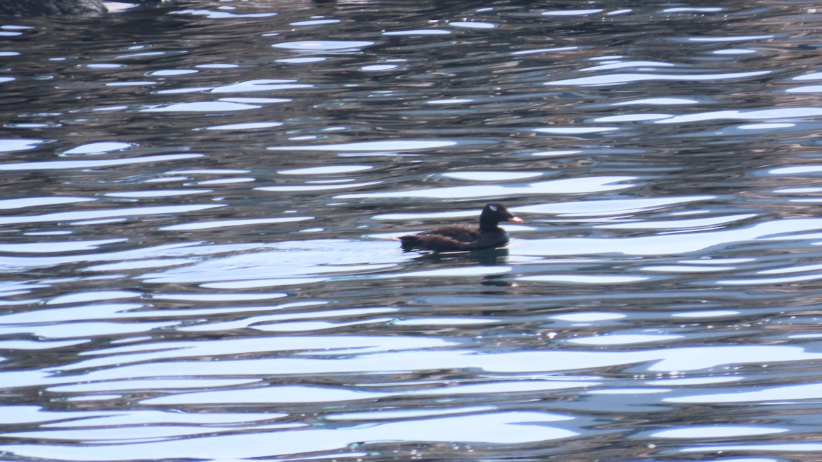 White-winged Scoter - ML346395251