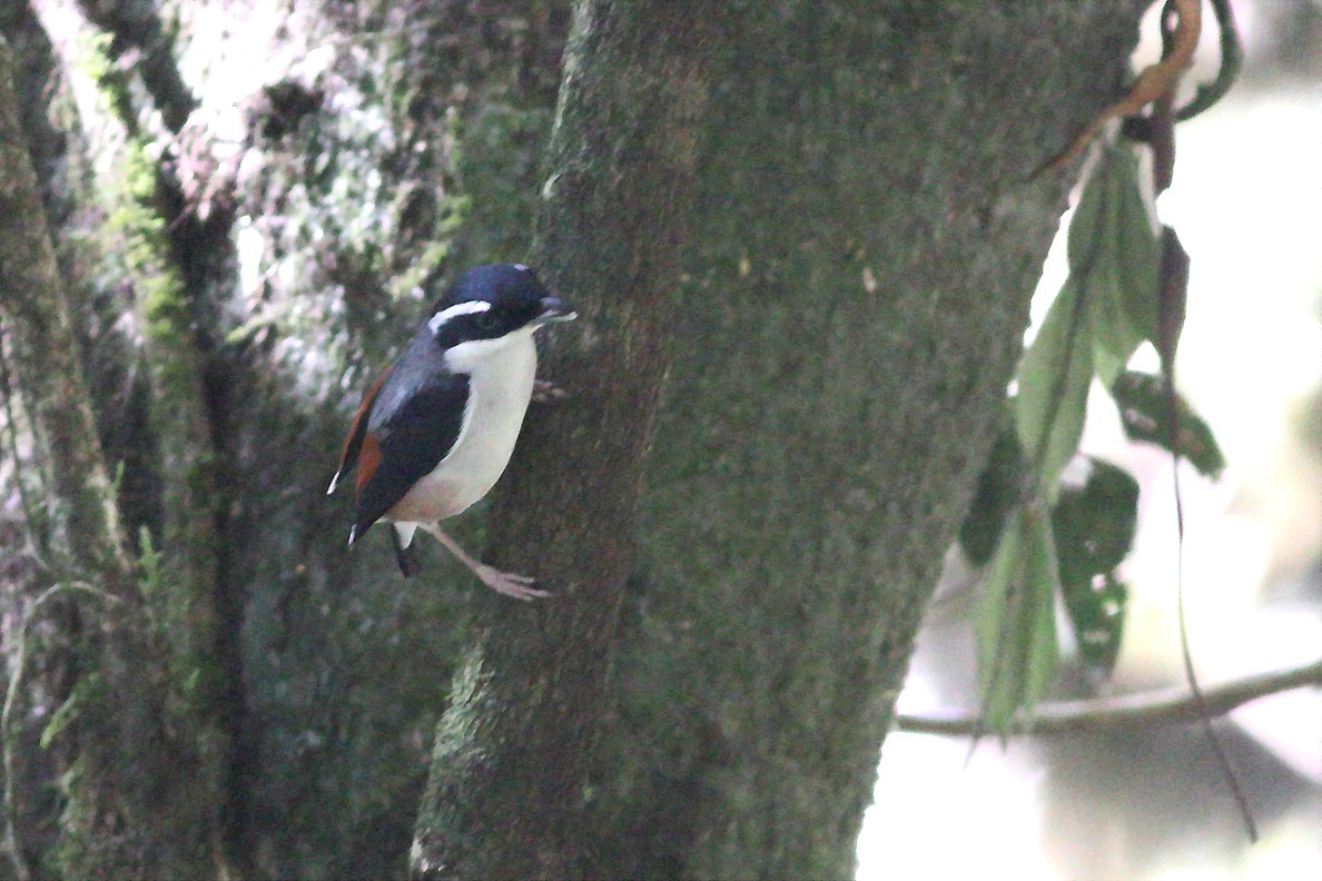 White-browed Shrike-Babbler - ML346396031