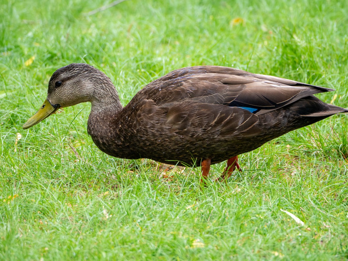 American Black Duck - ML346396121