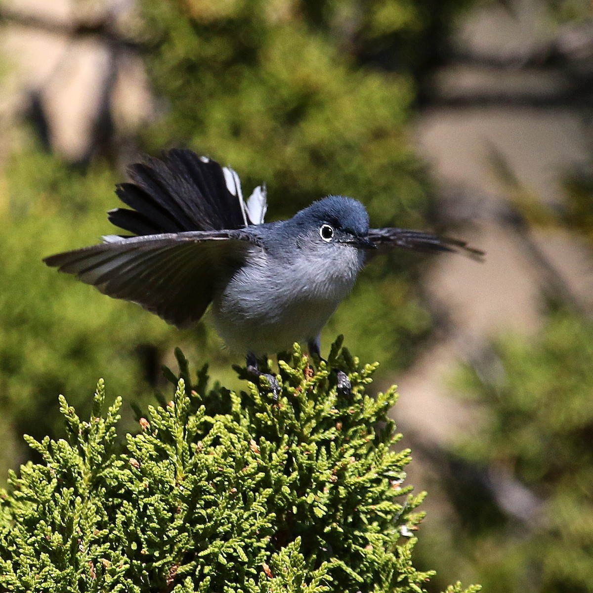 Blue-gray Gnatcatcher - ML346396421