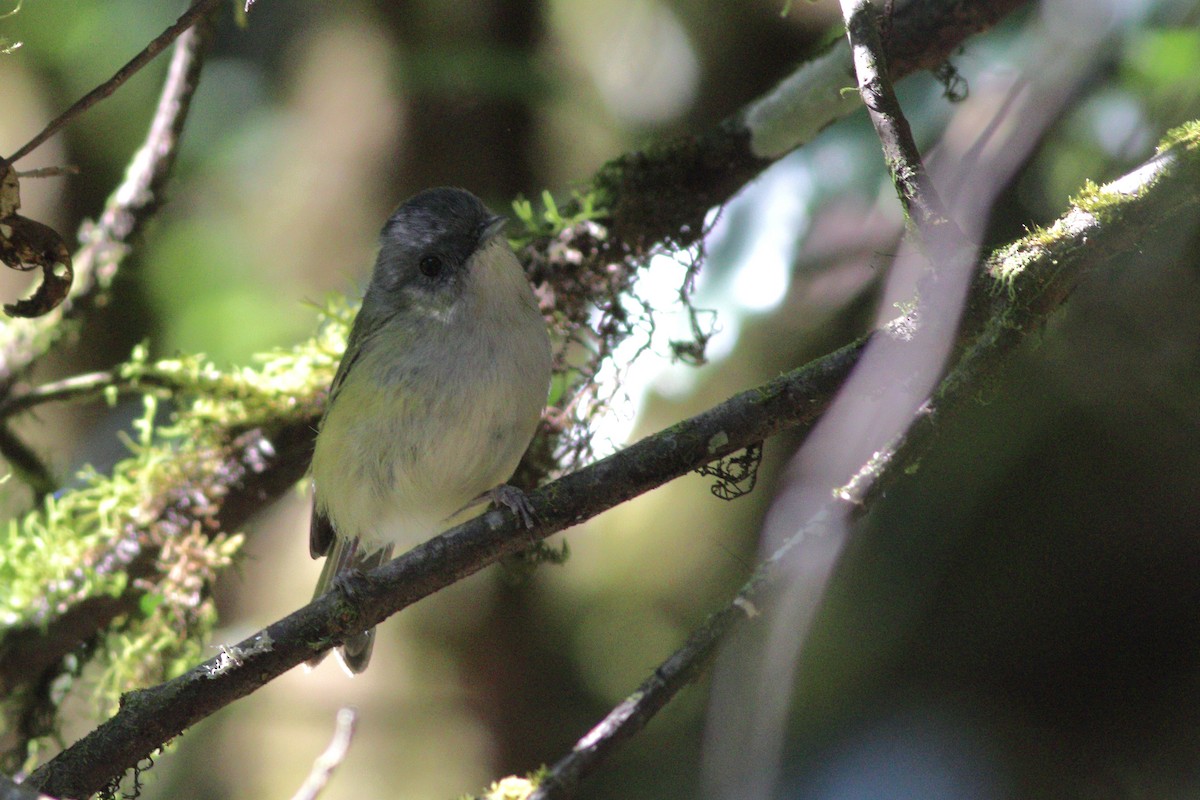 Green Shrike-Babbler - ML346397051