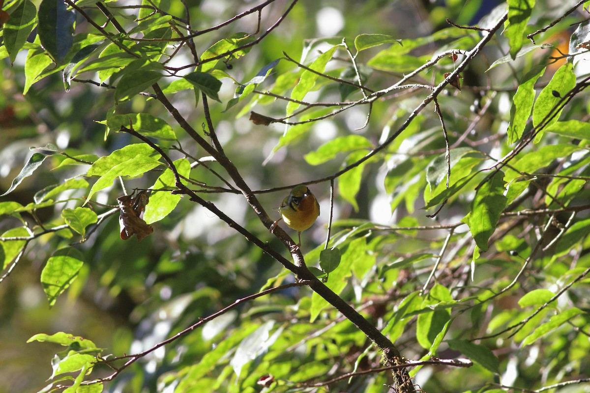 Black-eared Shrike-Babbler - ML346397921
