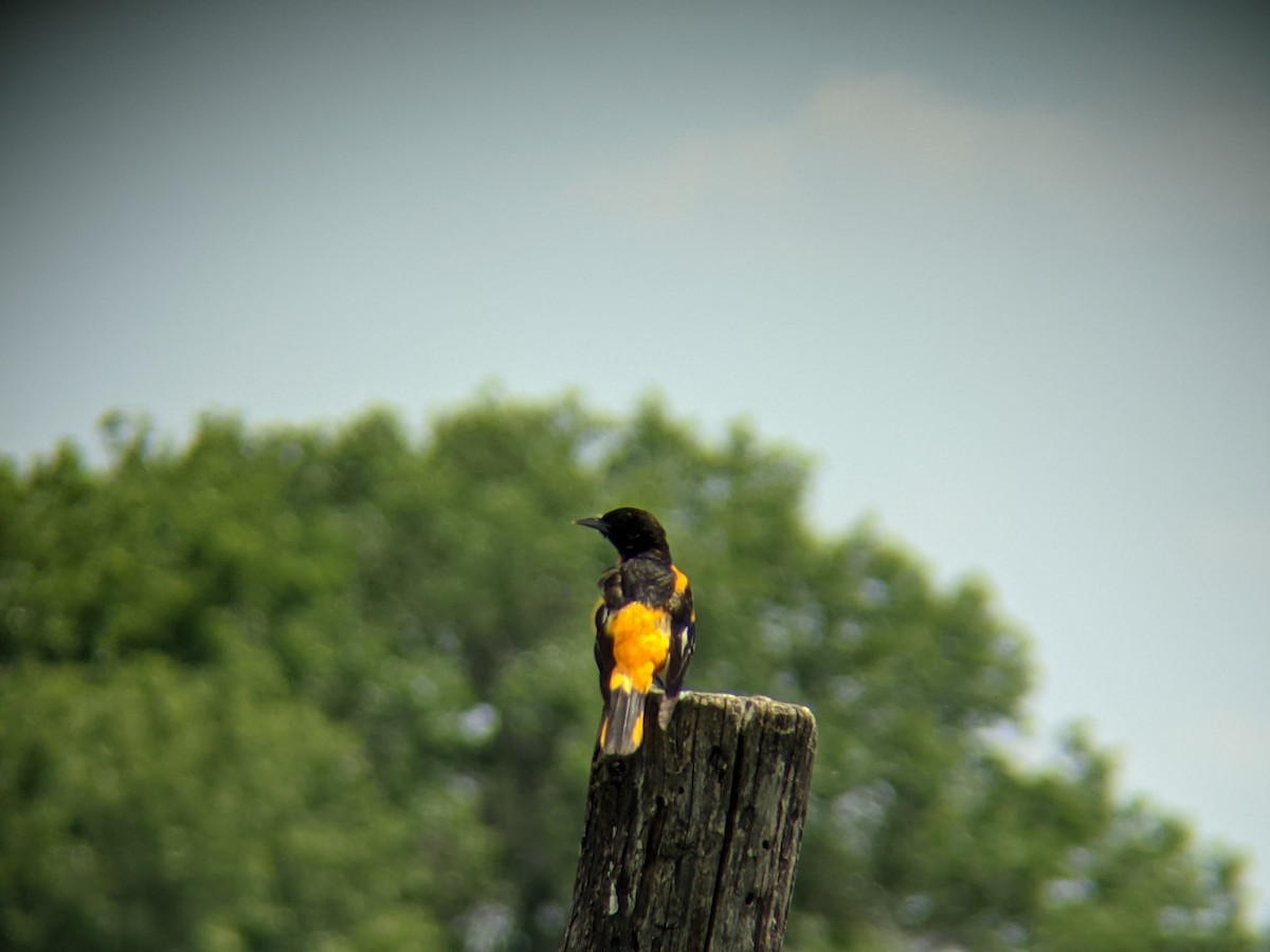 Baltimore Oriole - Jessica Joganic