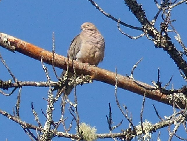 Mourning Dove - ML346398201