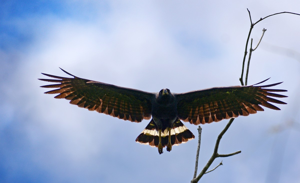 Great Black Hawk - ML346399181