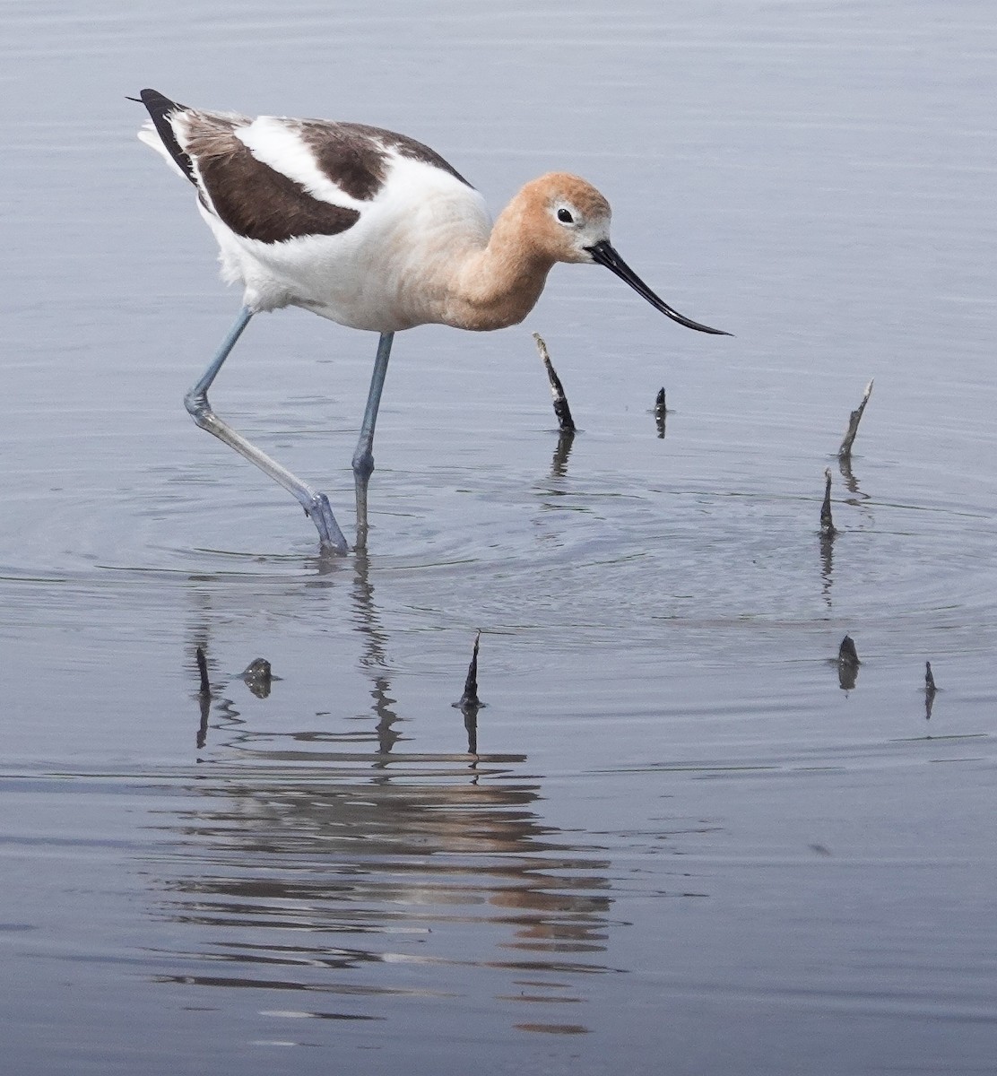 American Avocet - ML346399661