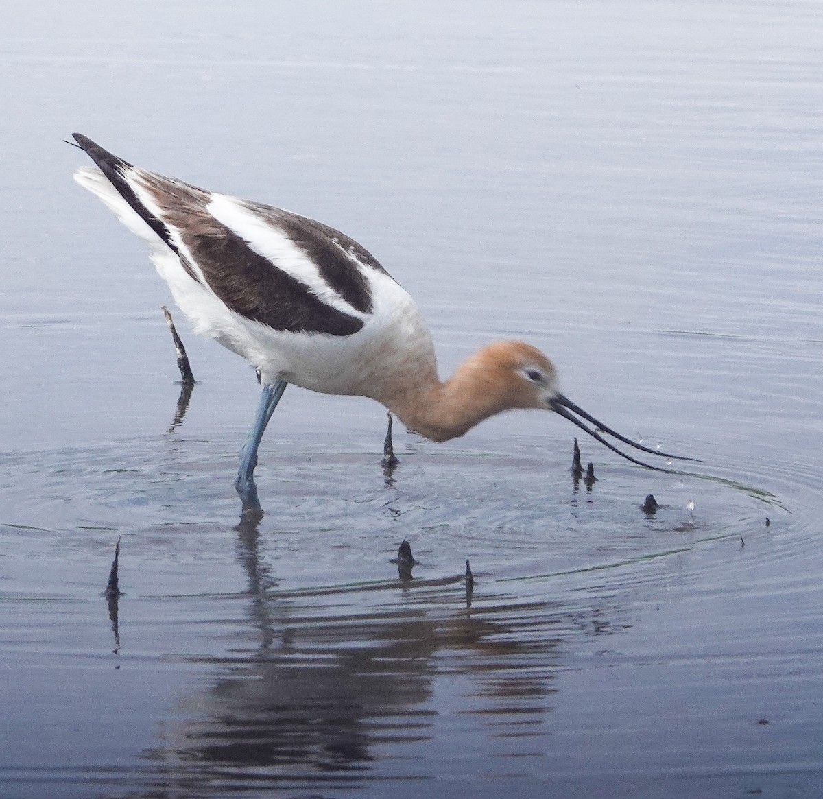 American Avocet - ML346399681