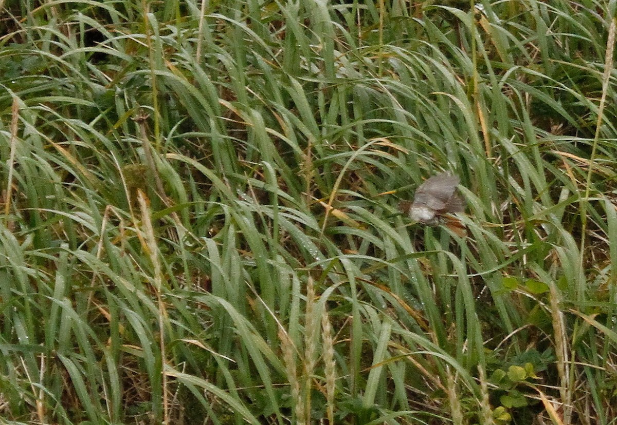 Rufous-tailed Robin - ML346400591