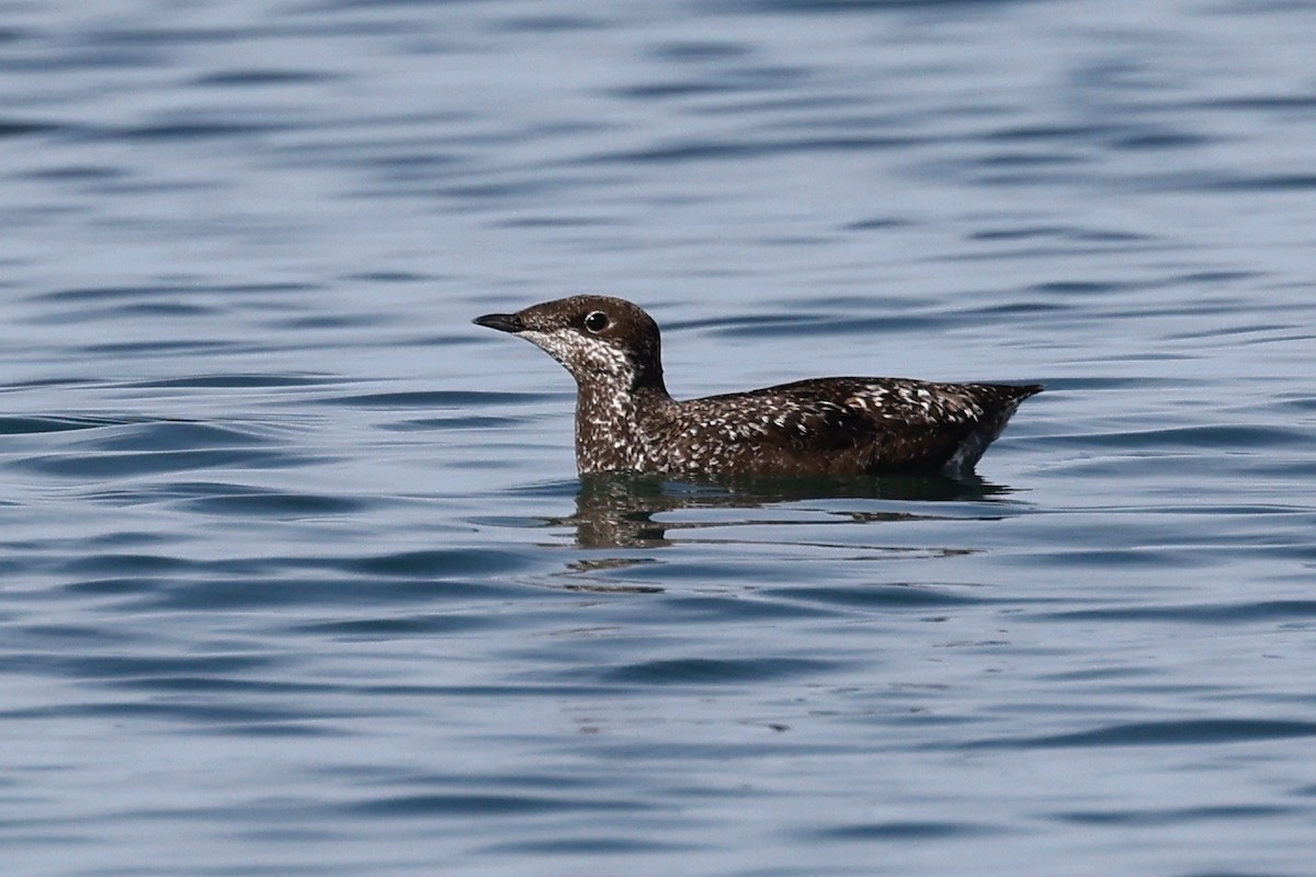 Long-billed Murrelet - ML346400991