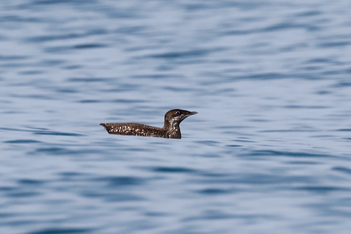 Long-billed Murrelet - ML346401011