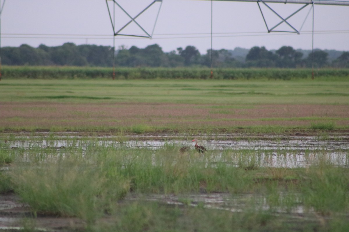 Black-bellied Whistling-Duck - ML346401301