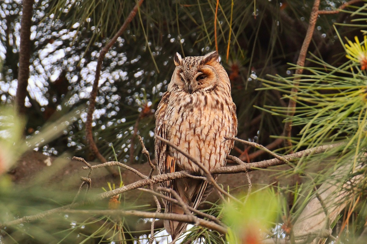 Long-eared Owl - Çağan Abbasoğlu