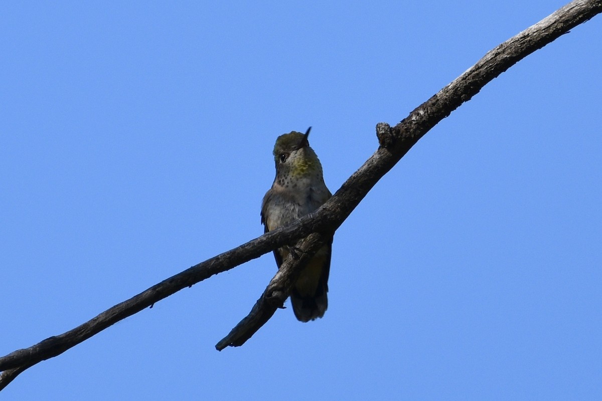 Calliope Hummingbird - ML346402181