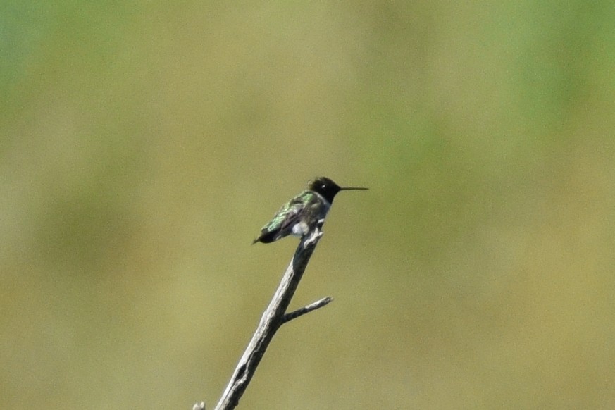 Black-chinned Hummingbird - ML346402341