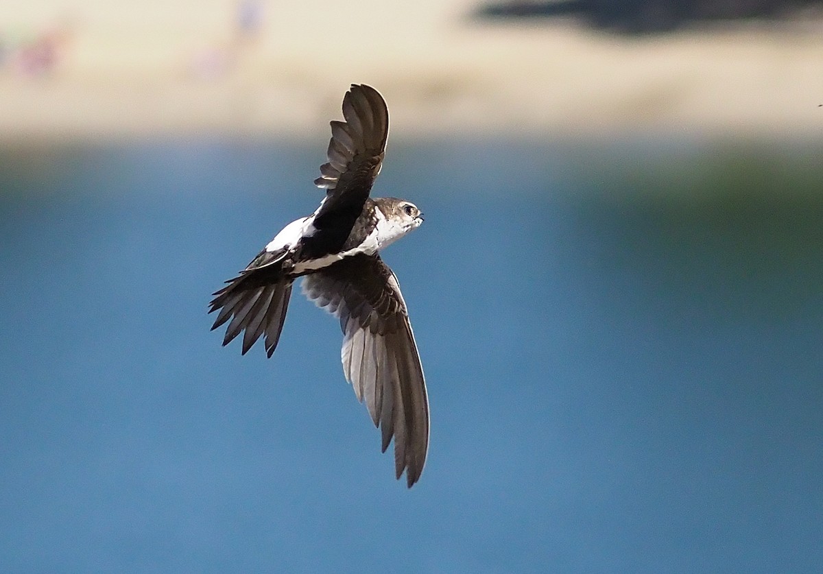 White-throated Swift - Aidan Brubaker