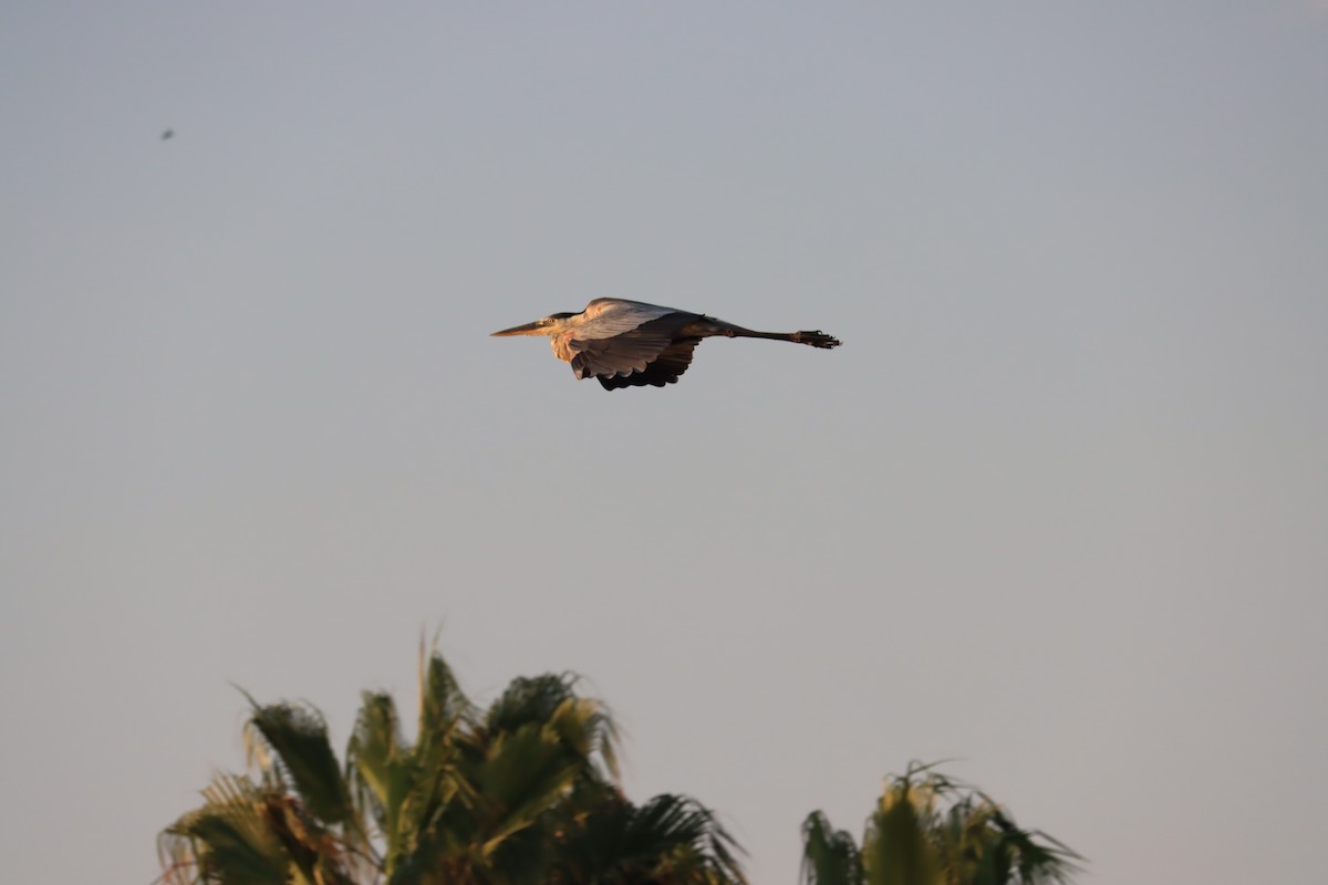 Great Blue Heron - ML346404601
