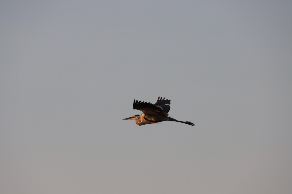 Great Blue Heron - ML346404611